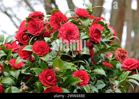 Rote doppelte Camellia japonica „Black Tie“ in Blume. Stockfoto