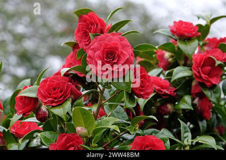 Rote doppelte Camellia japonica „Black Tie“ in Blume. Stockfoto