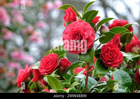 Rote doppelte Camellia japonica „Black Tie“ in Blume. Stockfoto