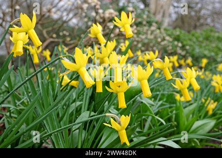 Narzissus 'Rapture' cyclamineus oder Cyclamen Narzissen in Blüte. Stockfoto