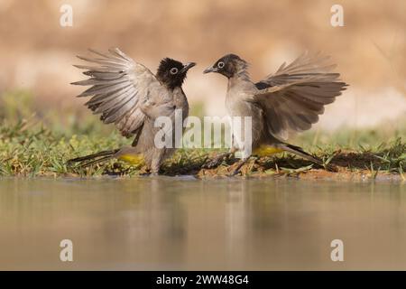 Gelb belüftete Bulbul (Pycnonotus xanthopygos) badet in einer Wasserpfütze, Israel, September Stockfoto