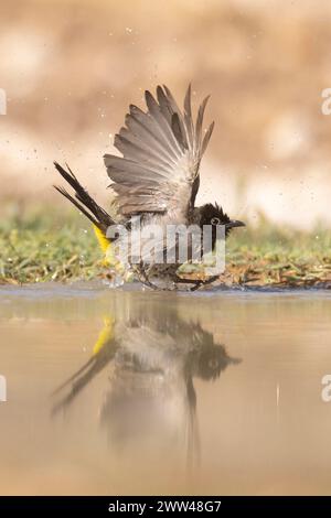 Gelb belüftete Bulbul (Pycnonotus xanthopygos) badet in einer Wasserpfütze, Israel, September Stockfoto