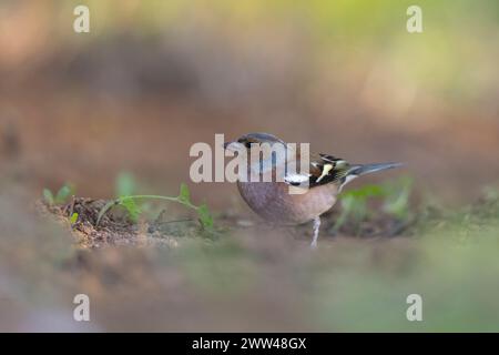 Eurasischer Chaffinch. Männliche Buchfink (Fringilla coelebs) im Schnee. Chaffinch sind nicht-Zugvögel, die hauptsächlich Samen fressen. Sie sind in der Garde zu finden Stockfoto