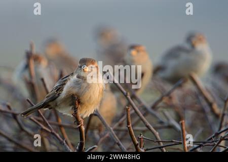 Versammeln... Haussperlinge Passer domesticus , Trupp Spatzen, Hausspatzen im Winter auf einer Hecke, typischer und sympathischer Anblick in vielen ländlichen Gegenden und auch Städten, heimische Vogelwelt, Tierwelt, Natur *** Haussperlinge Passer domesticus , gewöhnliche einheimische Vögel, kleine Herde, hockend, auf einer Hecke in der Nähe von städtischer Siedlung, Wildtiere, Europa. Nordrhein-Westfalen Deutschland, Westeuropa Stockfoto