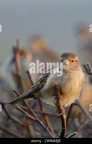 Versammeln... Haussperling Passer domesticus , Spatze, Hausspatz im Winter auf einer Hecke, typischer und sympathischer Anblick in vielen ländlichen Gegenden und auch Städten, heimische Vogelwelt, Tierwelt, Natur *** Haus Sparrow Passer domesticus , gemeiner einheimischer Vogel, hockend, auf einer Hecke in der Nähe von städtischer Siedlung, Tierwelt, Europa. Nordrhein-Westfalen Deutschland, Westeuropa Stockfoto