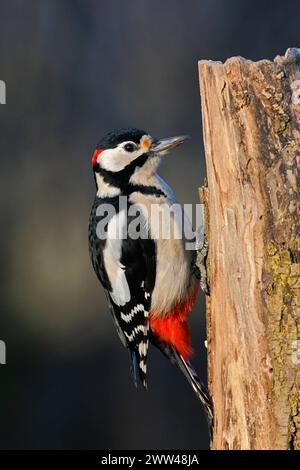 Nahrungssuche im morschen Holz... Buntspecht Dendrocopos Major im schönsten Licht, allgemein bekannter, häufiger Specht, hier das Männchen, erkennbar am roten Nackenfleck, heimische Vogelwelt, Tierwelt, Natur *** männlicher Großspecht Dendrocopos Major in schönem Licht, auf einem verfaulten Baumstamm auf der Suche nach Nahrung, Wildnis, Europa. Nordrhein-Westfalen Deutschland, Westeuropa Stockfoto