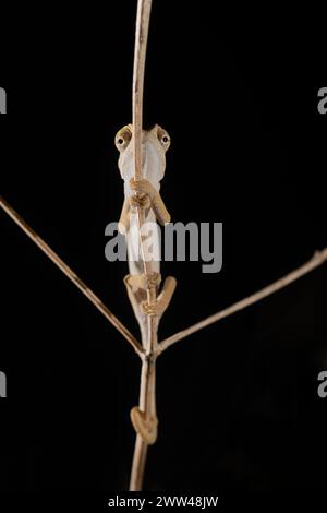 Das Chamäleon (Chamaeleo chamäleon), fotografiert von der Unterseite des Chamäleons und seiner Unterart, findet man in weiten Teilen Nordafrikas Stockfoto