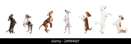 Collage aus verschiedenen reinrassigen Hunden, die springen, spielen, auf Hinterbeinen stehen vor weißem Atelierhintergrund Stockfoto