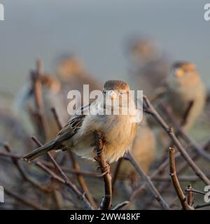 Versammeln... Haussperlinge Passer domesticus , Trupp Spatzen, Hausspatzen im Winter auf einer Hecke, typischer und sympathischer Anblick in vielen ländlichen Gegenden und auch Städten, heimische Vogelwelt, Tierwelt, Natur *** Haussperlinge Passer domesticus , gewöhnliche einheimische Vögel, kleine Herde, hockend, auf einer Hecke in der Nähe von städtischer Siedlung, Wildtiere, Europa. Nordrhein-Westfalen Deutschland, Westeuropa Stockfoto