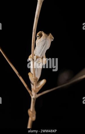 Das Chamäleon (Chamaeleo chamäleon), fotografiert von der Unterseite des Chamäleons und seiner Unterart, findet man in weiten Teilen Nordafrikas Stockfoto