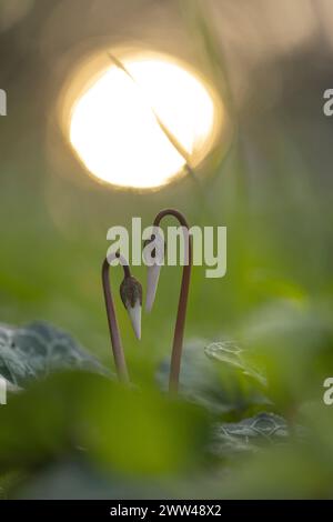 Knospen eines Persischen Veilchens (Cyclamen persicum). Fotografiert in Israel im Januar Stockfoto