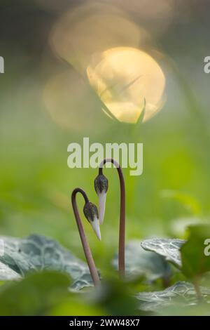 Knospen eines Persischen Veilchens (Cyclamen persicum). Fotografiert in Israel im Januar Stockfoto