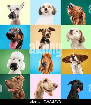 Collage aus verschiedenen lustigen, entzückenden reinrassigen Hunden, die vor buntem Hintergrund schnüffeln, schauen, spielen. Lustige Münder Stockfoto