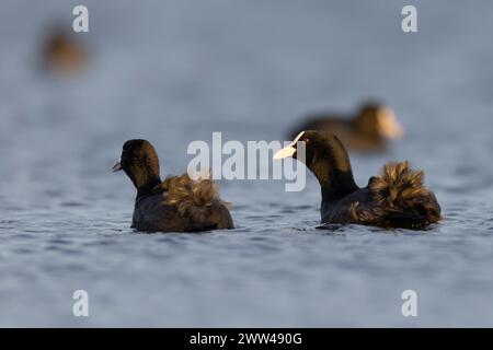 Eine Herde Eurasischer Coot (Fulica atra) غرة أوراسية, die auf dem Wasser schwimmt, fotografiert im Dezember in Israel Stockfoto