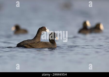 Eine Herde Eurasischer Coot (Fulica atra) غرة أوراسية, die auf dem Wasser schwimmt, fotografiert im Dezember in Israel Stockfoto