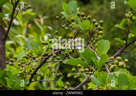 Gesprenkelte Erlen verbreiten ihren Samen durch kegelförmige Strukturen. Stockfoto