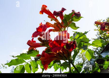 Schöne rote Blüten der Trompetenrebe oder der Trompetenrebe Campsis radicans umgeben von grünen Blättern. Stockfoto