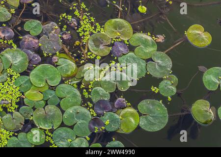 Hydrocharis morsus-ranae, frogbit, ist eine blühende Pflanze, die zur Gattung Hydrocharis in der Familie der Hydrocharitaceae gehört. Es ist ein kleiner Schwimmplan Stockfoto