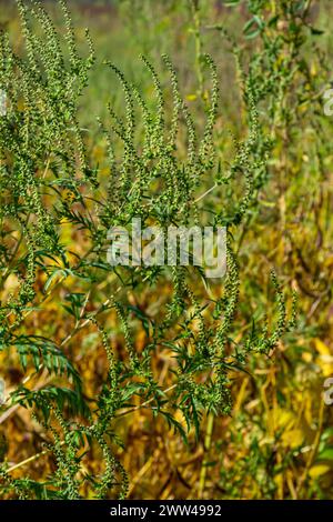 Ambrosia trifida, der Riesenragweed, ist eine blühende Pflanzenart aus der Familie der Asteraceae. Stockfoto