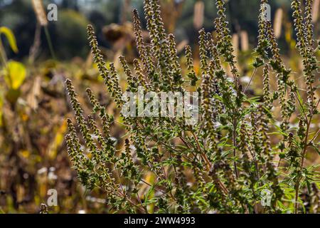 Ambrosia trifida, der Riesenragweed, ist eine blühende Pflanzenart aus der Familie der Asteraceae. Stockfoto