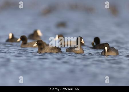 Eine Herde Eurasischer Coot (Fulica atra) غرة أوراسية, die auf dem Wasser schwimmt, fotografiert im Dezember in Israel Stockfoto