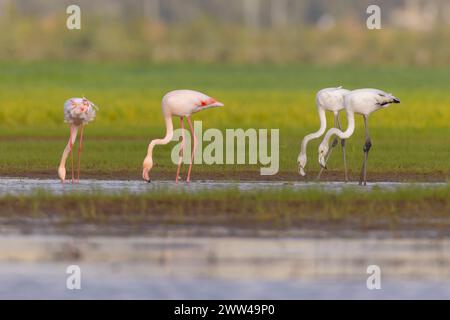 Eine Herde von Flamingo (Phoenicopterus roseus) in einem Wasserbecken. Fotografiert im Januar im Naturschutzgebiet ein Afek, Israel Stockfoto