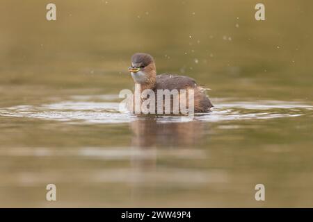 Little Grebe (Tachybaptus ruficollis) in einem Teich. Fotografiert in Israel im Dezember Stockfoto