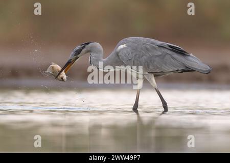 Graureiher (Ardea cinerea) fischen in einem Wasserteich. Dieser große Vogel jagt in Seen, Flüssen und Sümpfen und fängt Fische oder kleine Tiere mit einem Pfeiler Stockfoto