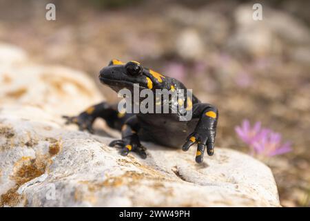 Feuer Salamander (Salamandra salamandra) fotografiert in Israel im November Stockfoto