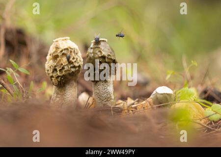 Exemplar des Gemeinen Stinkmorchels Pilze (Phallus impudicus) wächst in Wäldern Boden. Diese sind die Fruchtkörper des Pilzes, die Feeds auf Verrottenden pflanzlichen matt Stockfoto