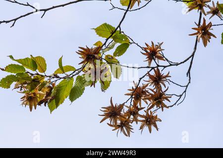 Ast einer Hainbuche Carpinus betulus mit herabhängender Blütenstände und Blättern im Herbst, ausgewählter Fokus, schmale Schärfentiefe, Kopierraum in der Unschärfe Stockfoto