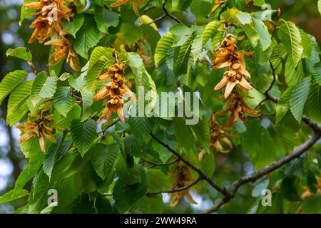 Ast einer Hainbuche Carpinus betulus mit herabhängender Blütenstände und Blättern im Herbst, ausgewählter Fokus, schmale Schärfentiefe, Kopierraum in der Unschärfe Stockfoto