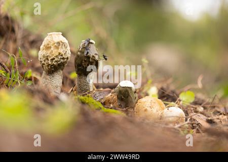Exemplar des Gemeinen Stinkmorchels Pilze (Phallus impudicus) wächst in Wäldern Boden. Diese sind die Fruchtkörper des Pilzes, die Feeds auf Verrottenden pflanzlichen matt Stockfoto