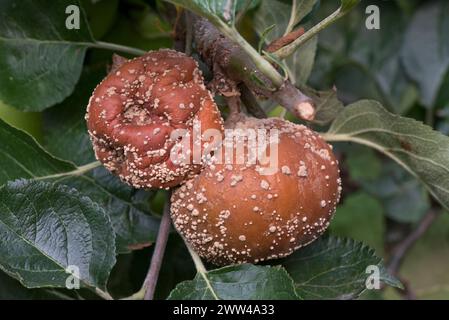 Cremeweiße Pilzpusteln der Braunfäule (Monilinia fructigena) auf verrottenden Äpfeln auf einem Obstbaum, Berkshire, August Stockfoto