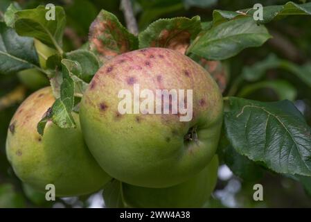 Kleine diskrete Läsionen, ein Symptom von Apfelschorf (Venruria inaequalis) an grossreifem Blenheim-Orangenapfel im Sommer, Berkshire, August Stockfoto