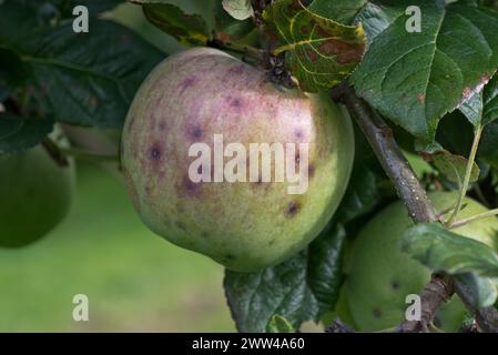 Kleine diskrete Läsionen, ein Symptom von Apfelschorf (Venruria inaequalis) an grossreifem Blenheim-Orangenapfel im Sommer, Berkshire, August Stockfoto