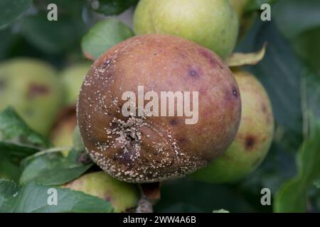 Cremeweiße Pilzpusteln der Braunfäule (Monilinia fructigena) auf verrottenden Äpfeln auf einem Obstbaum, Berkshire, August Stockfoto