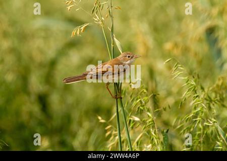 Das Weiße Rotmeer (Curruca communis) ist ein weit verbreiteter und typischer Grasfänger, der in ganz Europa und darüber hinaus brütet Stockfoto