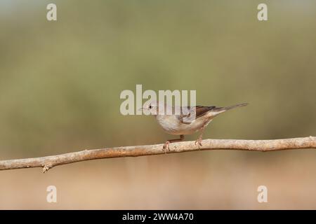 Das Weiße Rotmeer (Curruca communis) ist ein weit verbreiteter und typischer Grasfänger, der in ganz Europa und darüber hinaus brütet Stockfoto