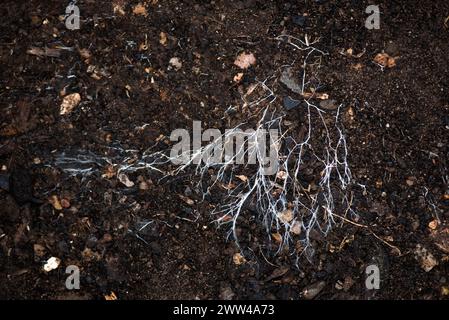 Verzweigungsfäden von Pilzmyzelen, die sich über organischen Boden verbreiten. Ein mykorrhizaler symbiotischer Organismus, der mit Pflanzen- und Baumwurzeln interagiert, Berkshi Stockfoto