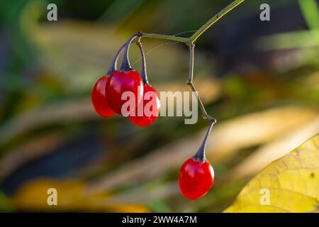 Rote Beeren mit holziger Nachtschattierung, auch bekannt als bittersüß, Solanum dulcamara gesehen im August. Stockfoto