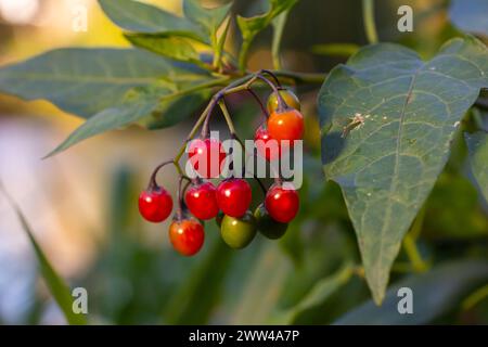 Rote Beeren mit holziger Nachtschattierung, auch bekannt als bittersüß, Solanum dulcamara gesehen im August. Stockfoto