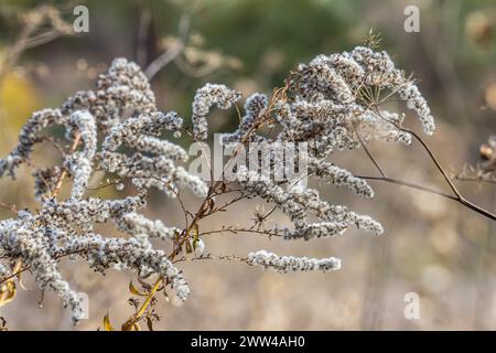 Samen mit Blasbällchen aus goldenem Stab - Solidago canadensis Wildpflanze im Herbst. Stockfoto