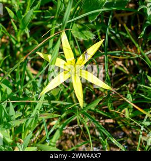 Die gebräuchlichen Namen sind Stolonous Gagea und Gelber Stern von Bethlehem, fotografiert in Har Amasa (Berg Amasa), Israel im Frühjahr Februar Stockfoto