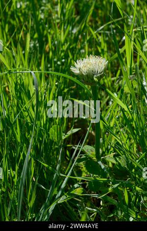 Allium orientale, fotografiert in Har Amasa (Berg Amasa), Israel im Frühjahr Februar Stockfoto