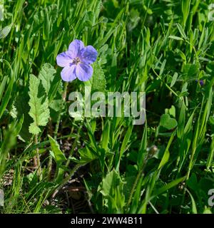 Blühendes Erodium ciconium, gebräuchliche Namen für Storchschnabel und Storchschnabel. Fotografiert in den Jerusalem Hills, in der Nähe von Beit Shemesh, Stockfoto