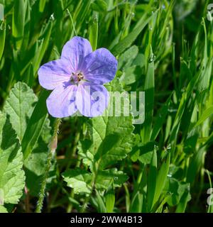 Blühendes Erodium ciconium, gebräuchliche Namen für Storchschnabel und Storchschnabel. Fotografiert in den Jerusalem Hills, in der Nähe von Beit Shemesh, Stockfoto