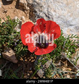 Rotfrühling Wildblumen Anemone coronaria (Mohnanemone). Diese Wildblume kann in mehreren Farben erscheinen. Hauptsächlich rot, aber auch violett, blau und weiß P Stockfoto