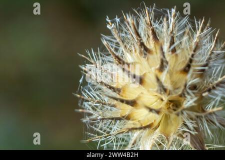 Kleine Teasel Dipsacus pilosus Samenkopf im Winter. Tote Blütenstände bedeckt mit schmelzendem Frost, hinterleuchtet durch Sonnenlicht auf stachelige Pflanze im Familienbad Stockfoto