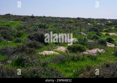 Har Amasa (Berg Amasa), Israel im Frühling im Süden Israels. In der Nähe des Yatir-Waldes, 20 km südlich von Hebron und 14 km nordwestlich Stockfoto